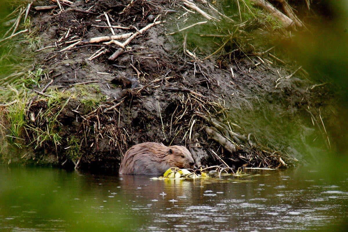 Beavers Are Reshaping the Arctic Tundra. Here’s Why Scientists Are Concerned. Ponds made by the large rodents are causing permafrost to thaw, releasing methane and carbon dioxide once stored in the frozen Earth