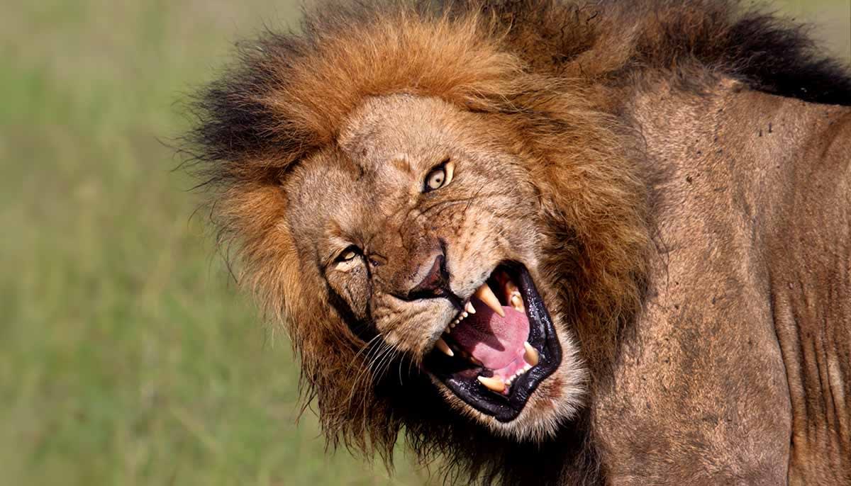 Man Sics Pet Lion on Electrician Who Demanded...