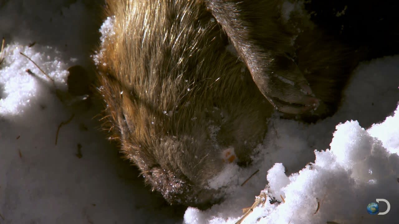 Leave It To Beaver | Dual Survival