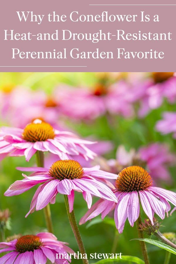 Why the Coneflower Is a Heat-and Drought-Resistant Perennial Garden Favorite