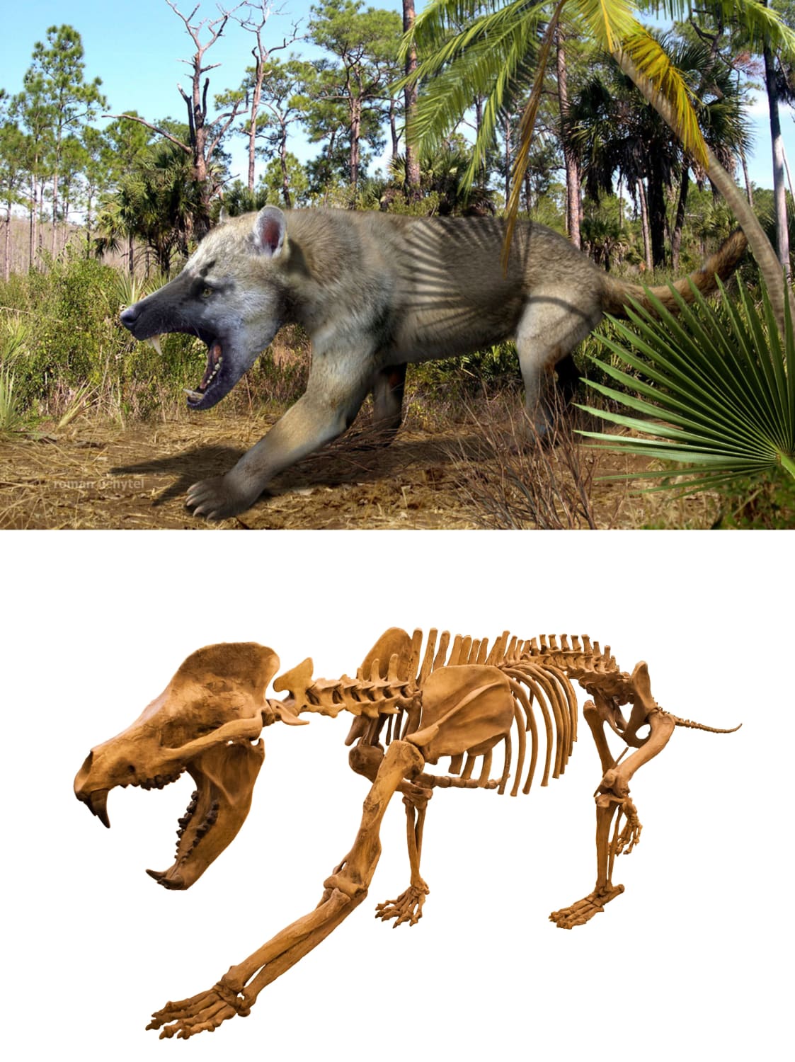 Amphicyon ingens was the largest species of bear-dog. It weighed around half a ton.