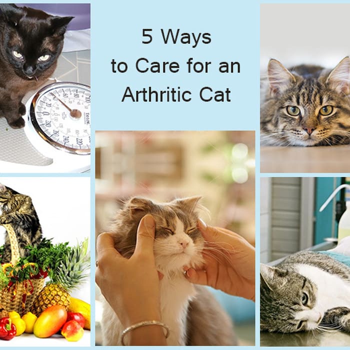 How Effective Are Joint Supplements For Cats With Arthritis?