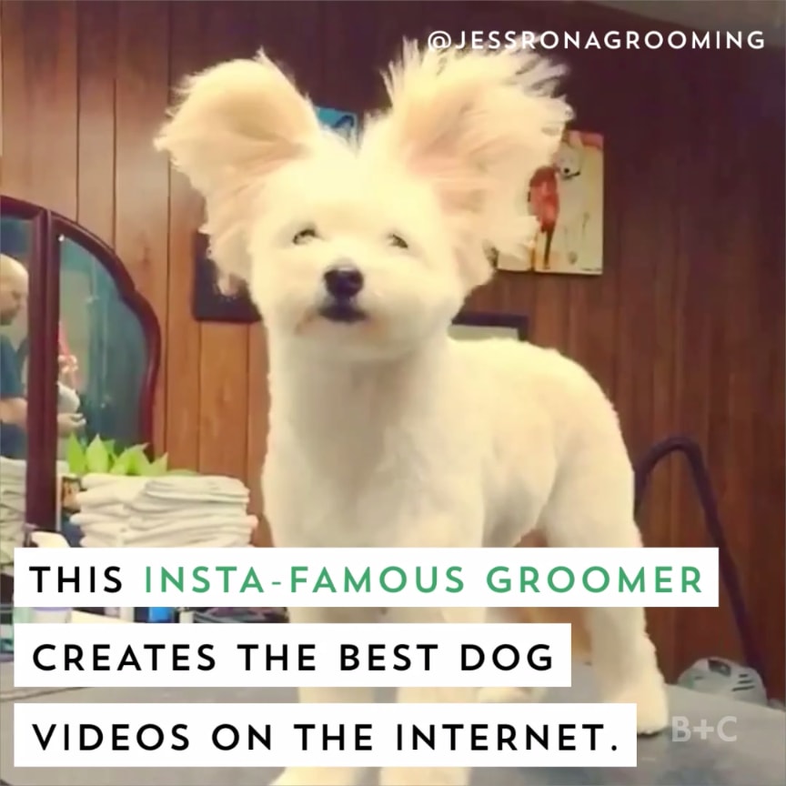 This Instagramfamous dog groomer creates the best videos on the