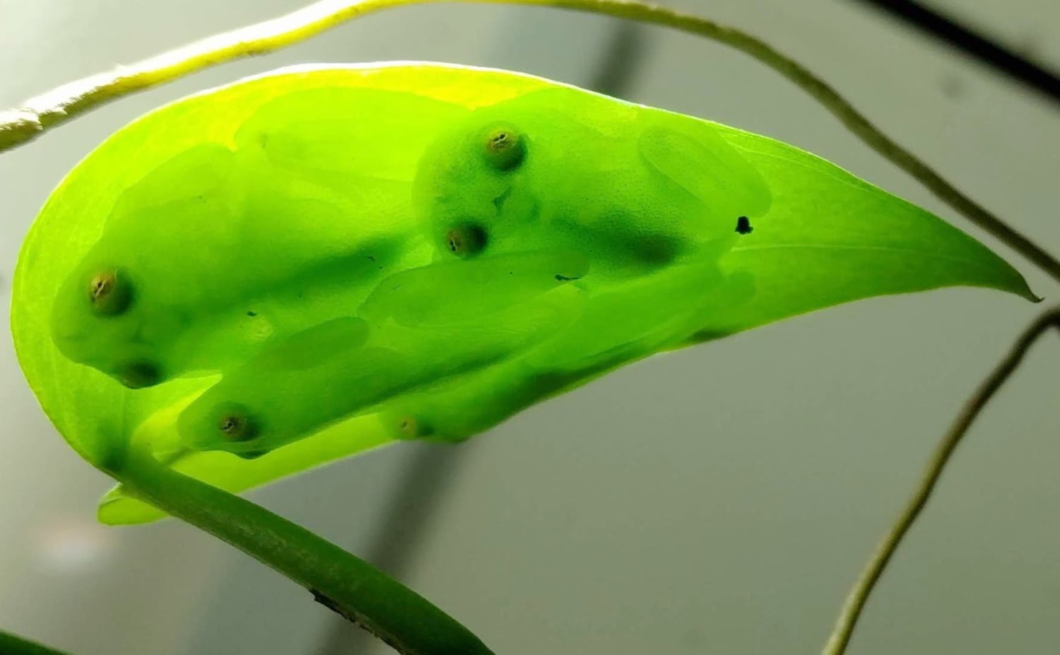 Glass Frogs "hide" 90 of their blood cells in their liver while sleeping, to even more