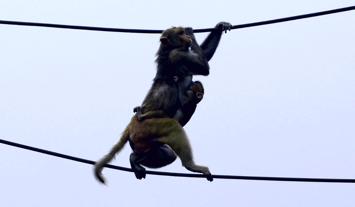 Why monkeys eating surgical gloves and stealing Coronavirus blood samples in India?