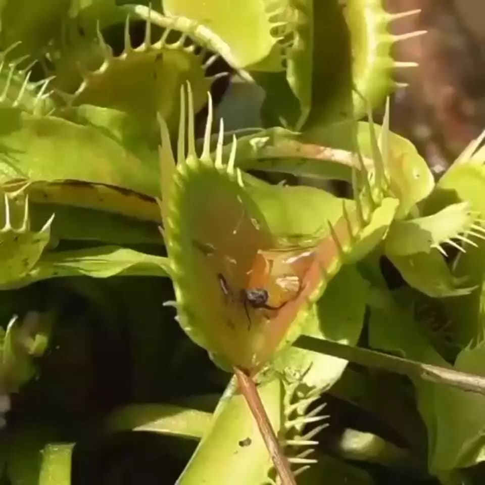 Venus fly traps in action