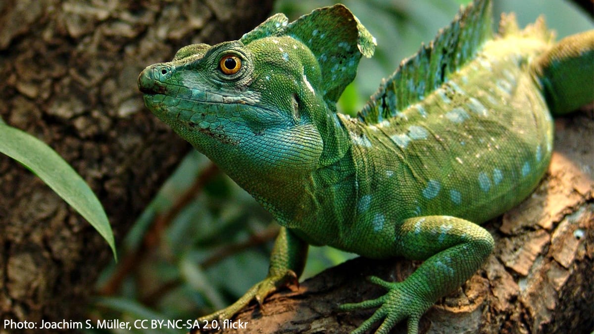 #DYK? The plumed basilisk can walk on water By creating small air