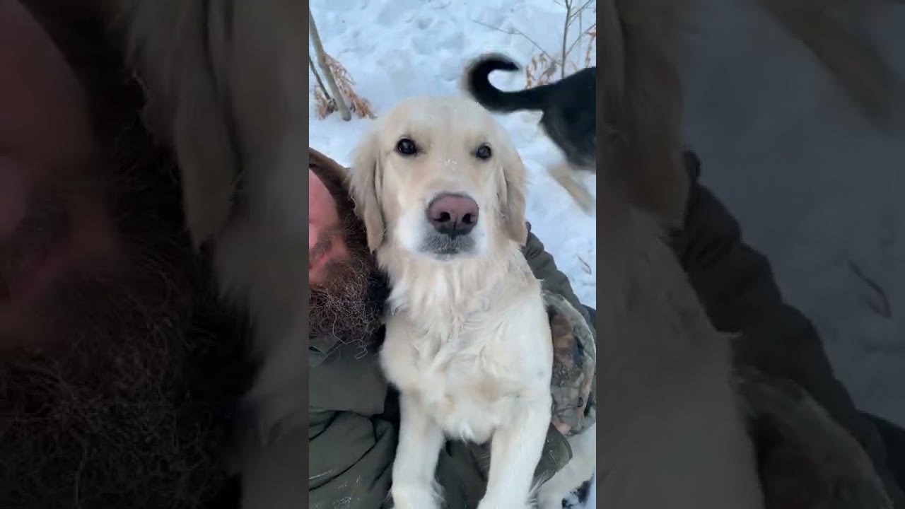 Labrador Shivers in Owner's Arms || ViralHog