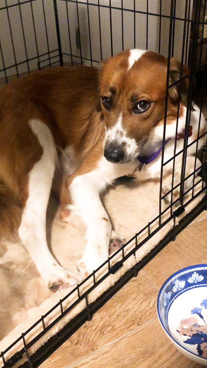 Rescue dog was too scared to leave her crate for 5 days — now she hugs her mom and dad with her whole body ❤️ To keep up with Mavyn, follow along on TikTok