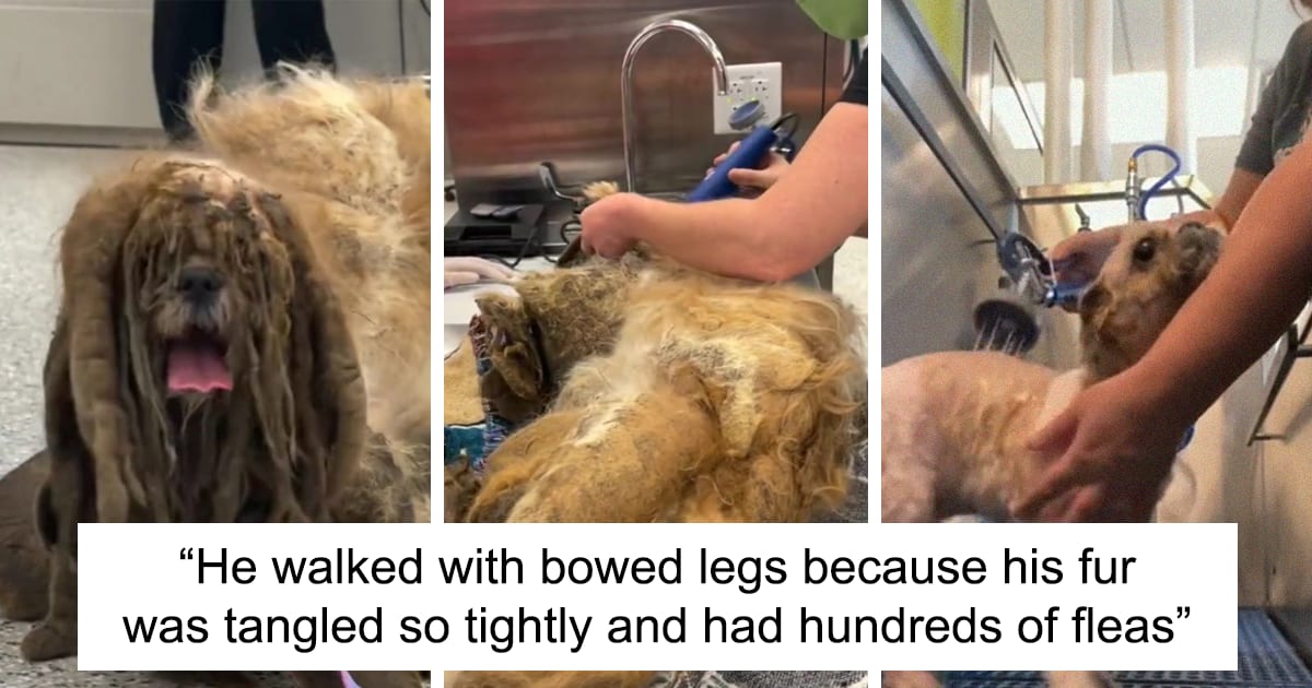 Abandoned Dog Receives A Life-Changing Makeover, Getting 6.5 Pounds Of Matted Fur Shaved Off