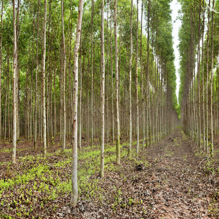Why Green Pledges Will Not Create the Natural Forests We Need
