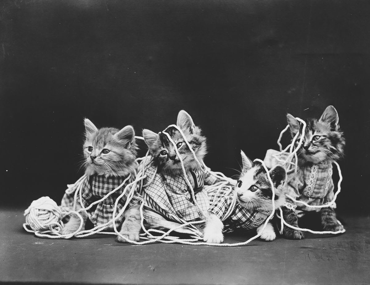 Funny cat photos: see the vintage photos by Harry Frees