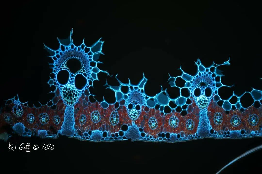 These creepily glowing skeletal fractals are actually plant bits 🤯 In this tiny section of bulrush under the microscope red highlights photosynthesizing chloroplast organs and blue: cellulose in the plants cell walls as they fluoresce naturally under UV light. 📷