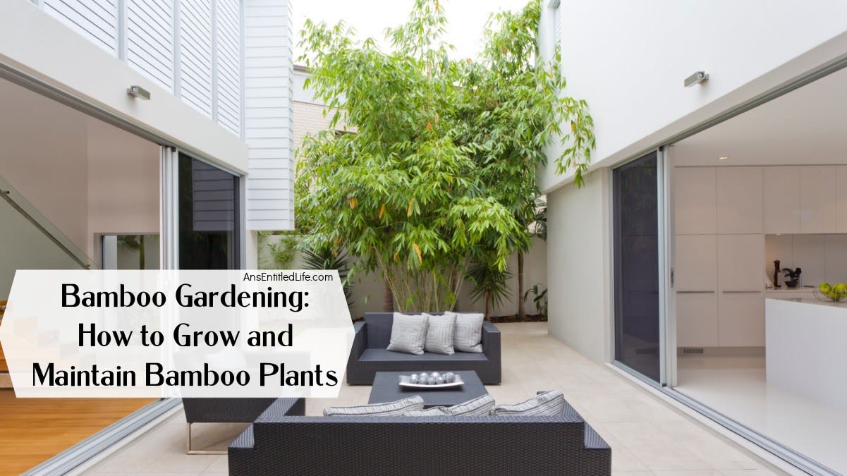 Bamboo Gardening: How to Grow and Maintain Bamboo Plants