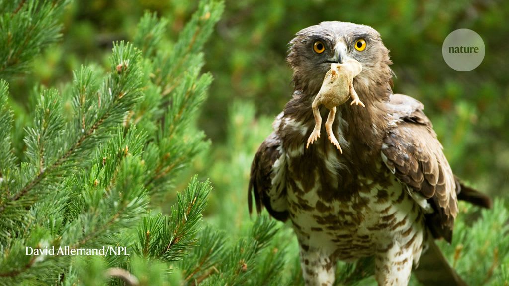 Hundreds of bird species in India are declining