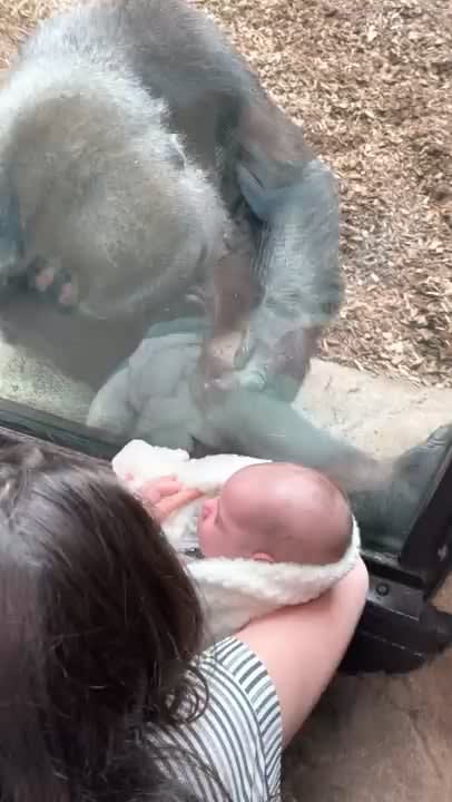 Kiki the gorilla admires a human baby and shows off her own infant