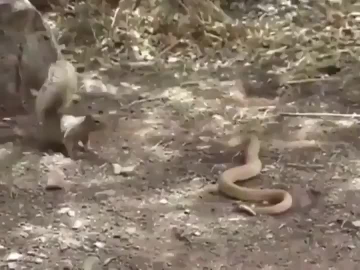 Adult ground squirrels are immune to rattlesnake venom, so they will actively antagonize the snakes in order to distract them from a nest full of babies who haven’t developed the resistance yet