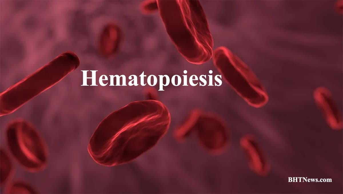 Honest Information on Hematopoiesis