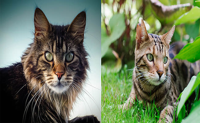 The Maine Coon Bengal Mix