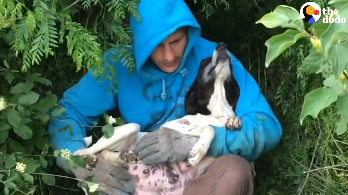 Guy rescues very pregnant dog from the middle of the woods!