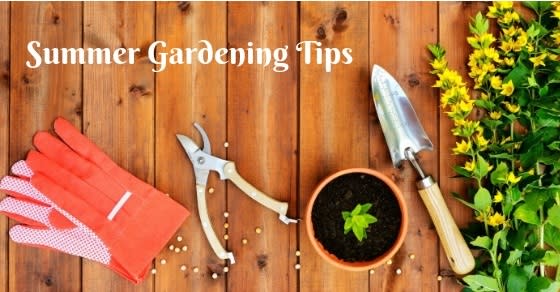 5 Top Summer Gardening Tips From NTPC Qualified Tree Surgeons