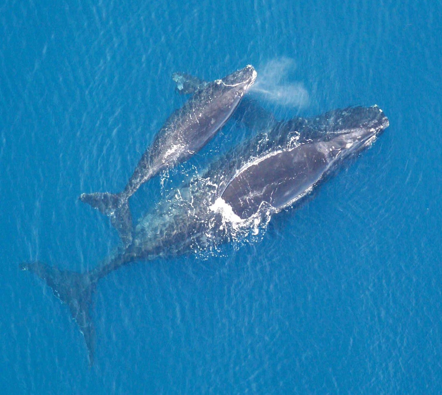 Humans, We've Shrunk the Whales