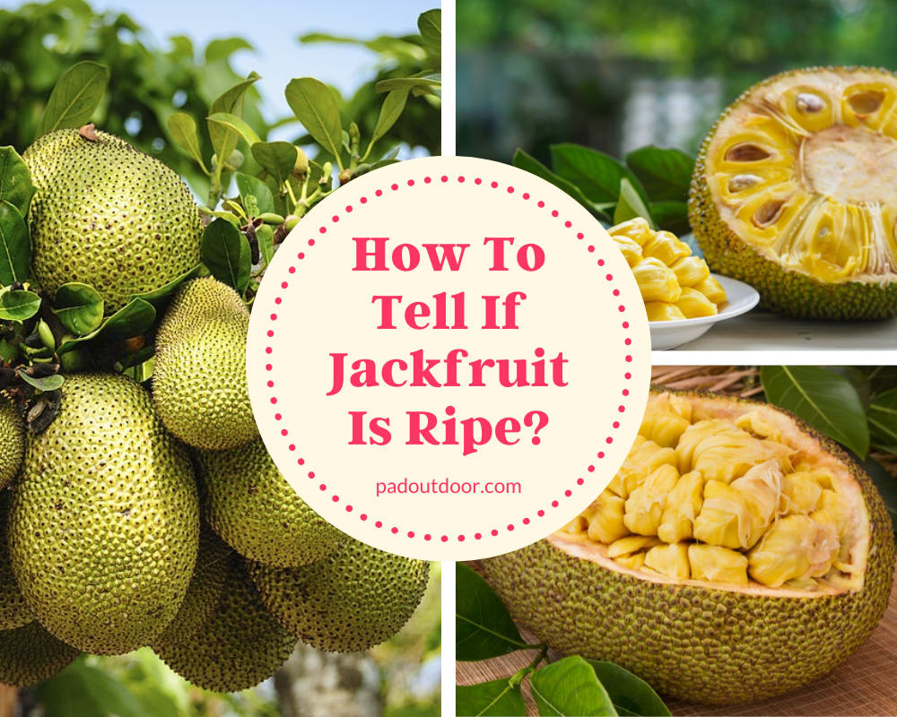 How To Tell If Jackfruit Is Ripe?