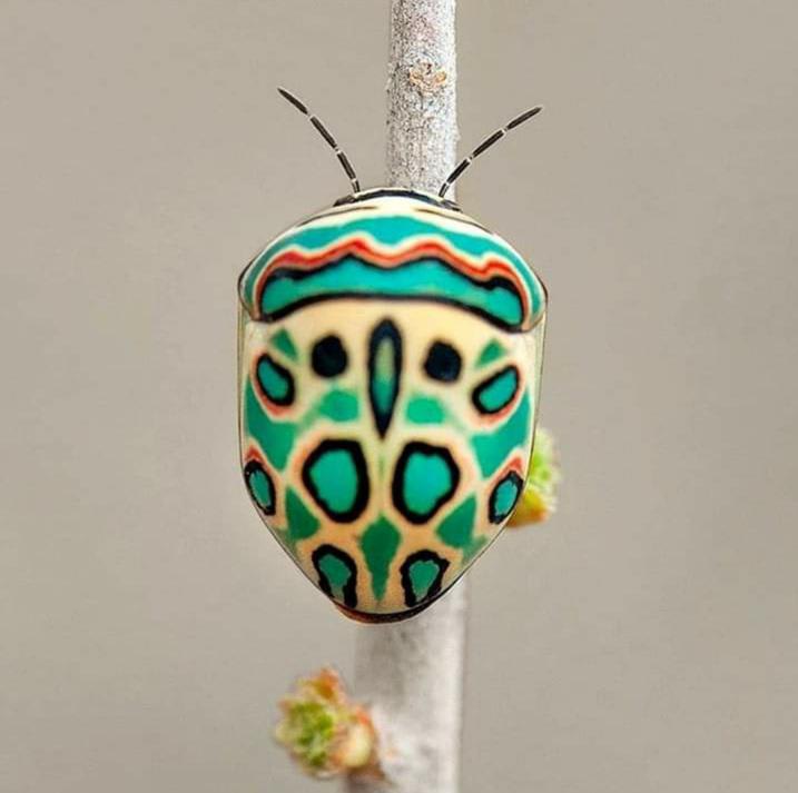 The Picasso bug. Native to Africa. Looks like a Lolly.