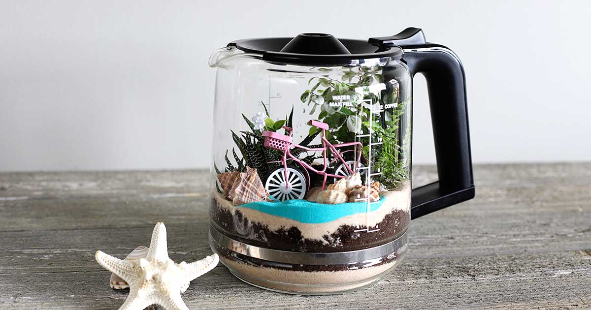 DIY Coffee Pot Terrarium