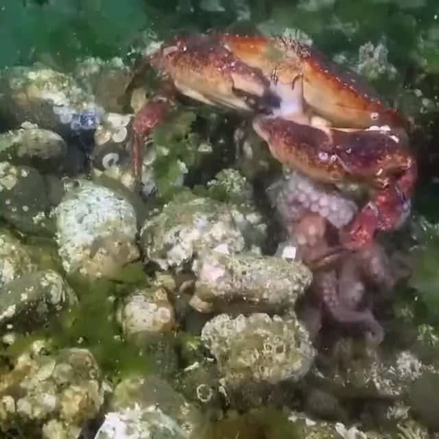 Usually it’s the octopus that eats the crab, but for this octopus.