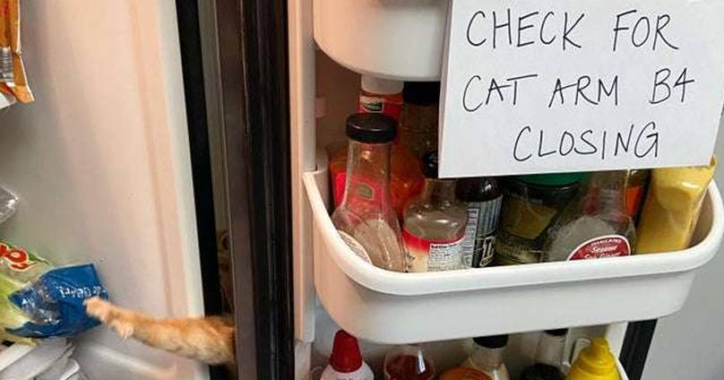 Sneaky Fridge-Raiding Cat Has No Idea His Family Is On To Him