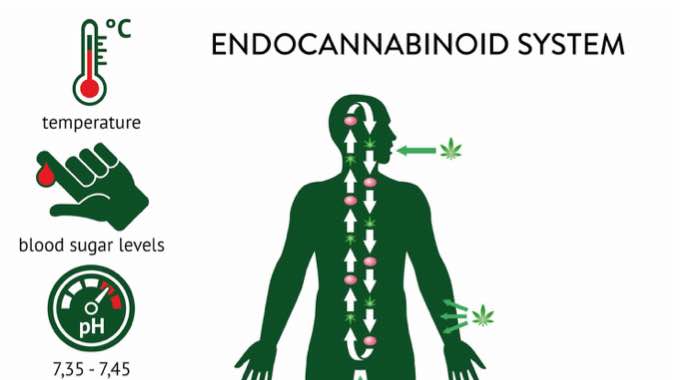 The Endocannabinoid System: Everything You Need to Know