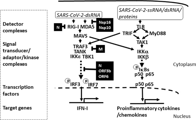 An aberrant STAT pathway is central to COVID-19