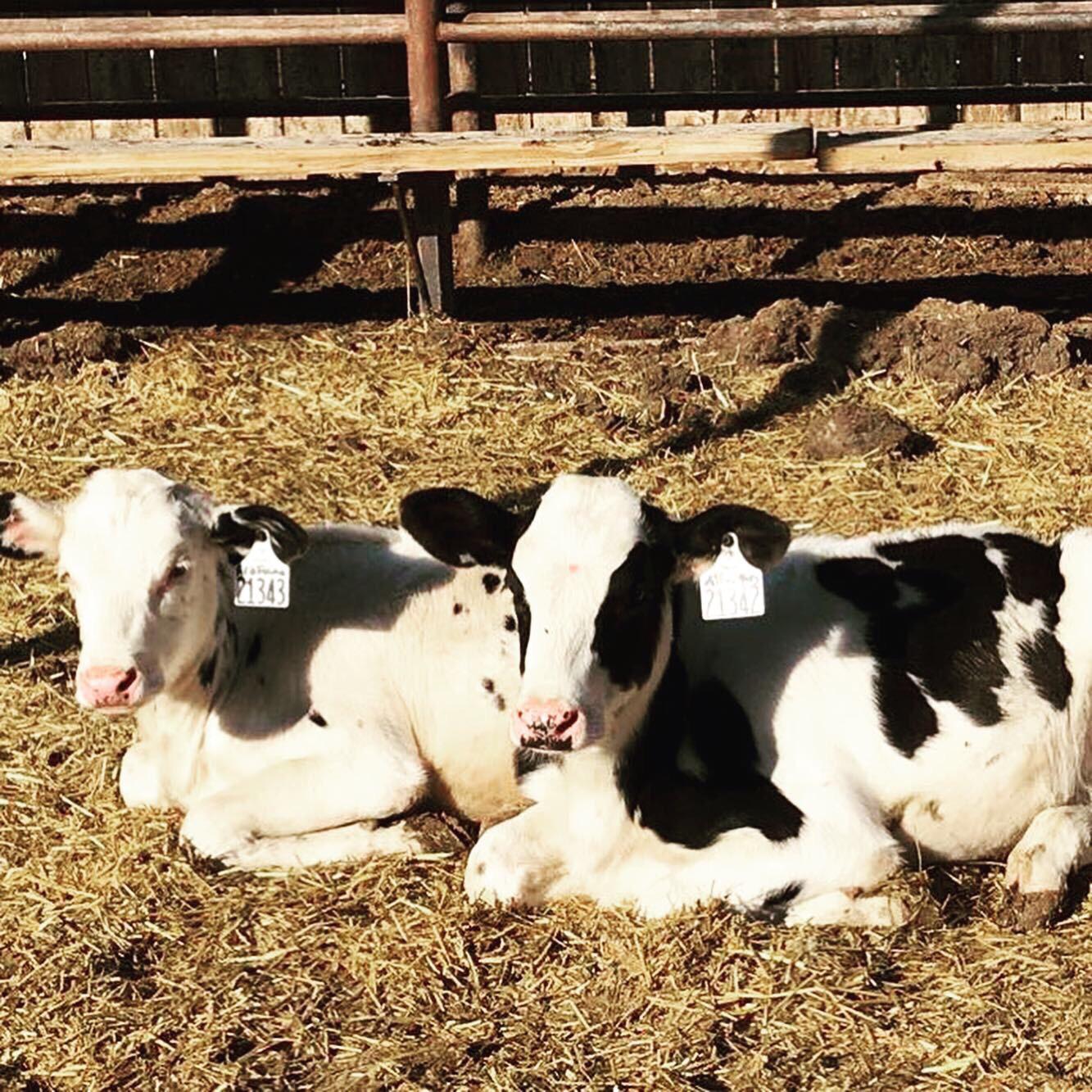 Cattle are ruminants meaning they have a four chambered stomach, also