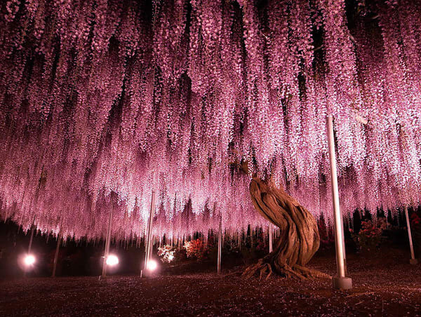 23 Beautiful Trees That Are Too Beautiful For This World