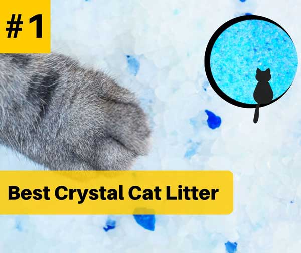 What is the Best Cat Litter Crystals in 2020 You Must Know & Try?
