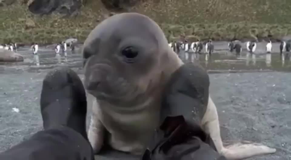 Baby seal wanting some attention