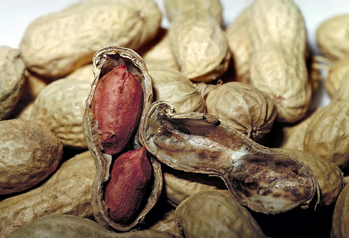 Peanut Allergies Are About to Become a Thing of the Past