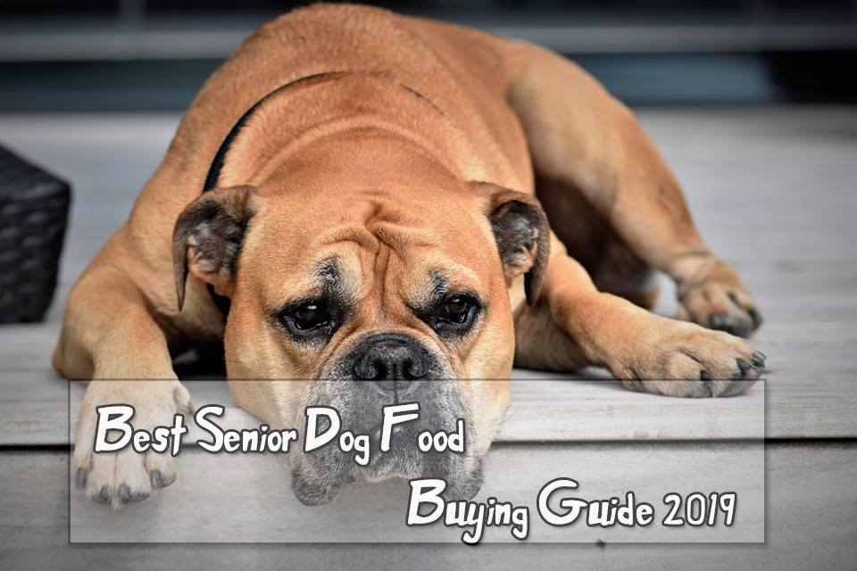 Best Senior Dog Food - Buying Guide 2019