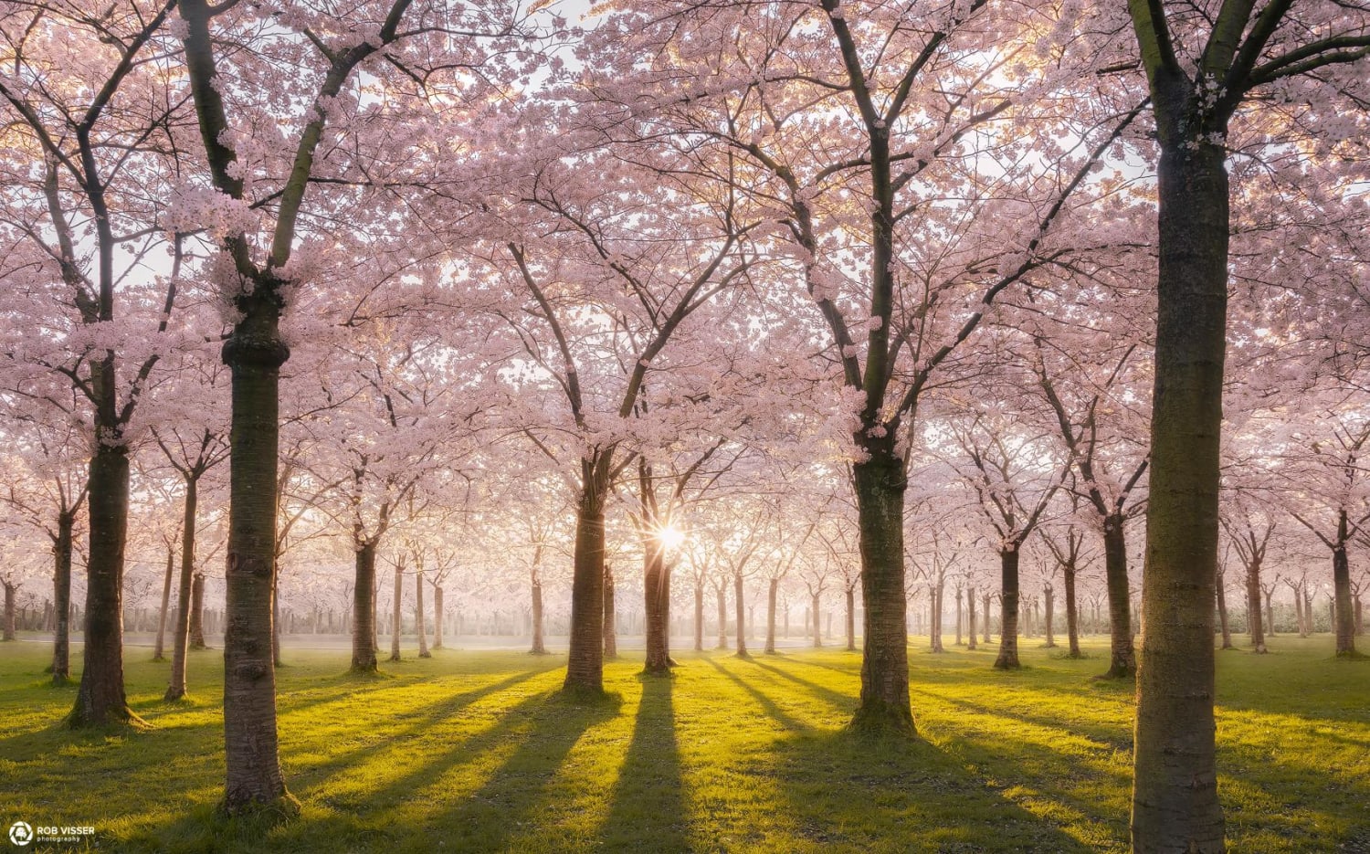 Blossom park, Amstelveen, the Netherlands