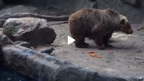 Bear Saves Little Bird - Funny Pet Videos - Funny Pets Pictures