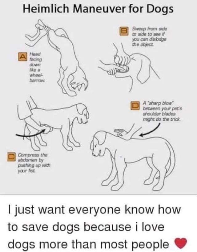 How to Perform Heimlich Manoeuvre on Dogs