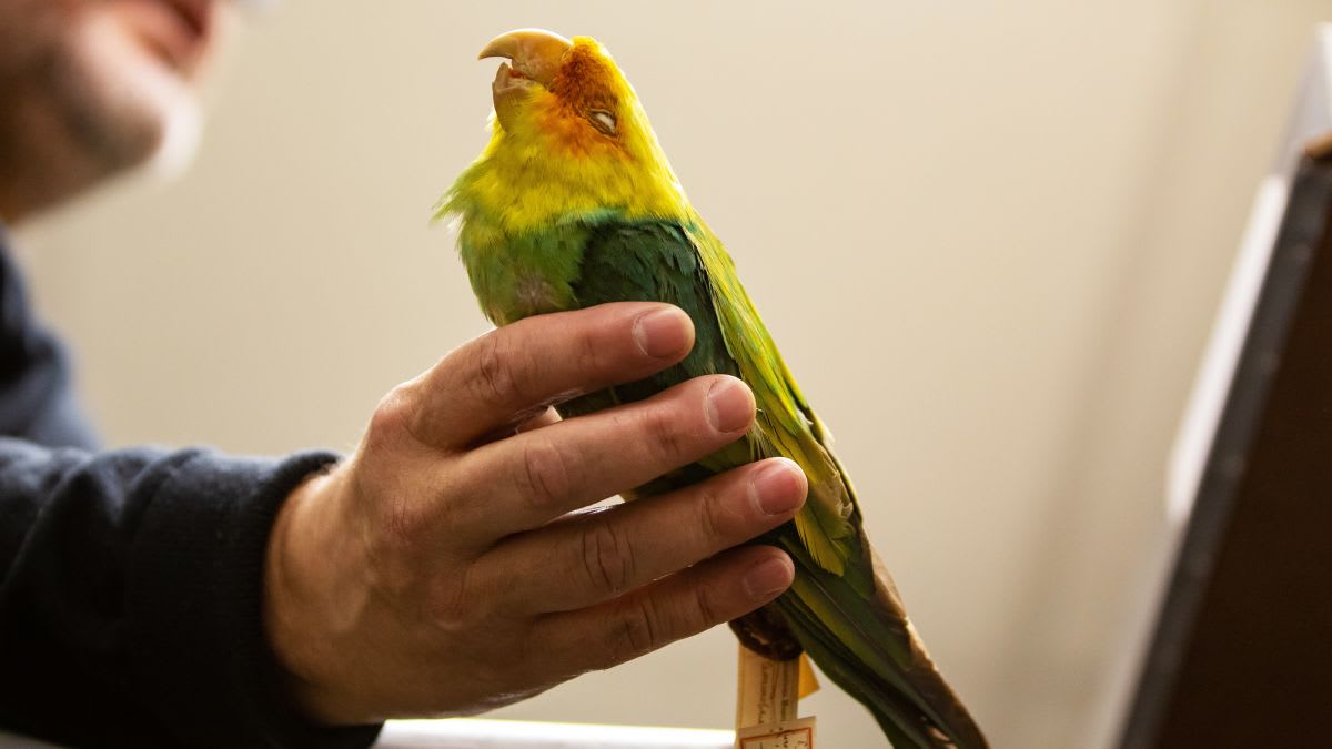 Scientists Sequence the Genome of America's Famous Extinct Parakeet