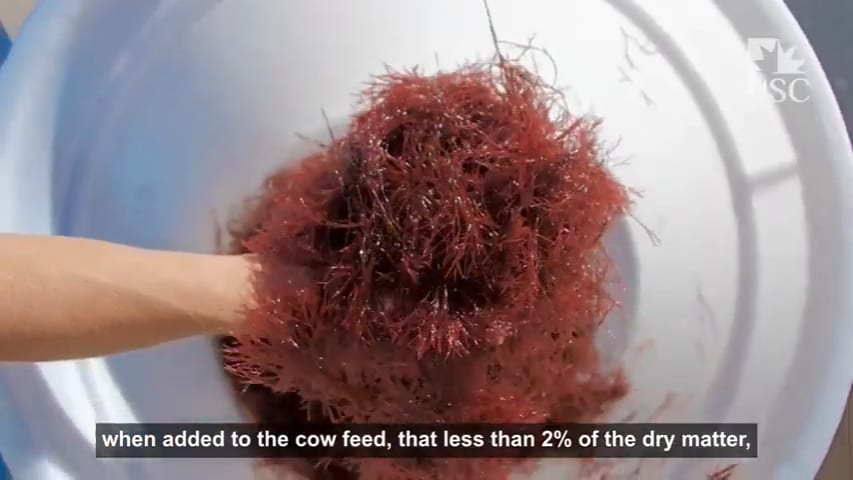 Adding pink seaweed to cow feed eliminates their methane emissions