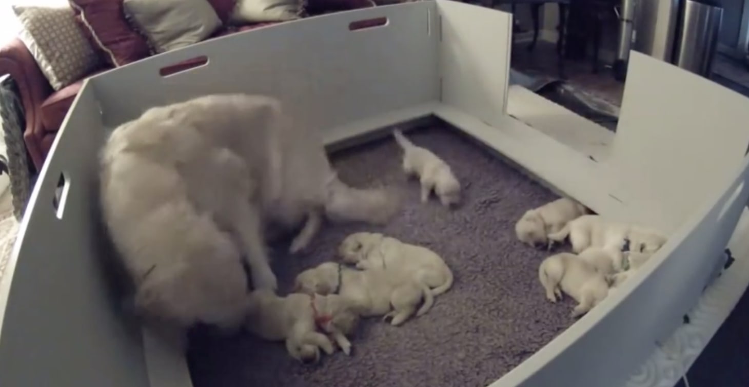 The Wholesome Moment When A Golden Retriever Notices Her 2-Week-Old Puppy Can't Find Her
