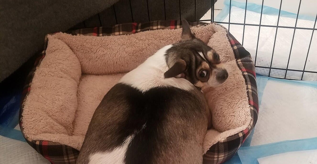 Overweight Chihuahua Abandoned on New Jersey Highway Is Rescued, Taken in by Loving Foster Home
