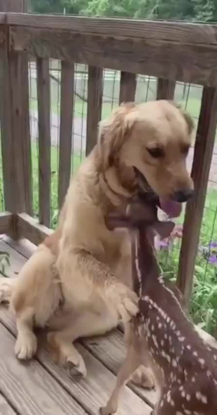 Pup makes a friend