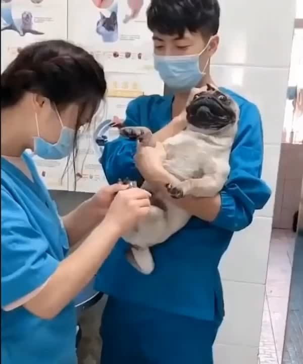 Over-dramatic pug squeals in terror when his nails getting clipped during trip to the vets.
