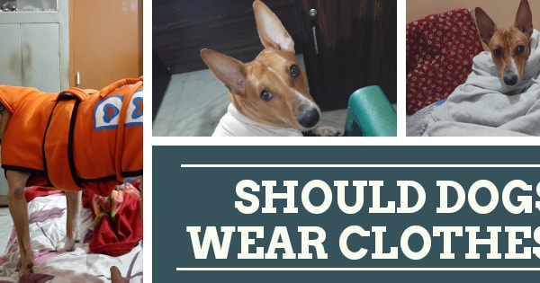 Should dogs wear clothes? Debunking the myths