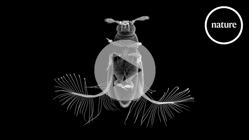 Tiny feather wing beetle reveals new way to fly
